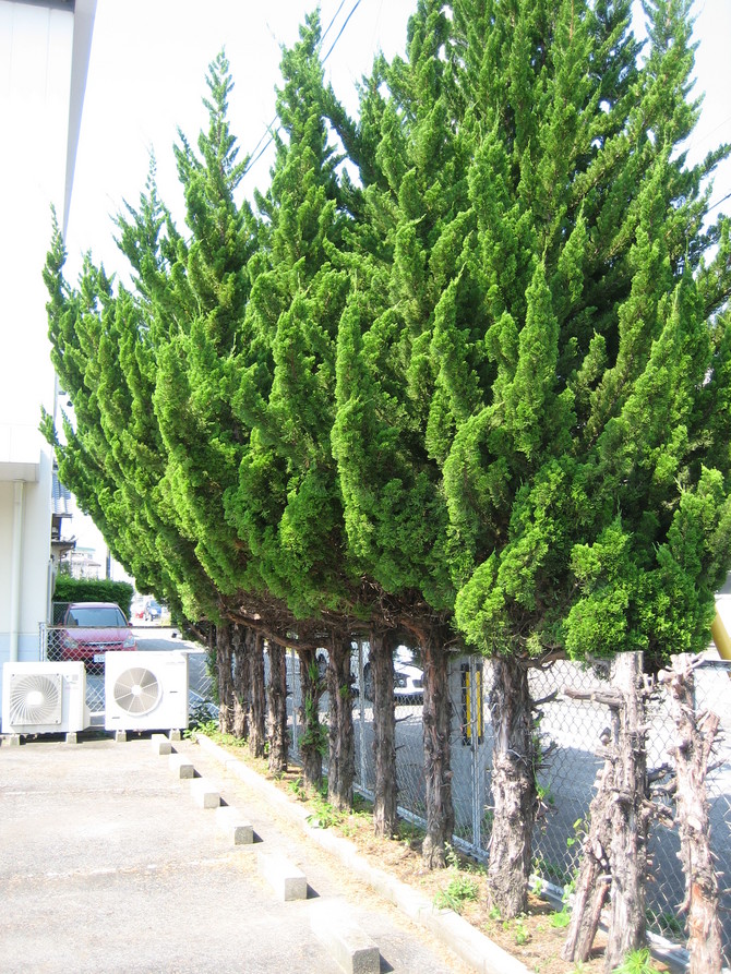 木の伐採before 木の伐採before