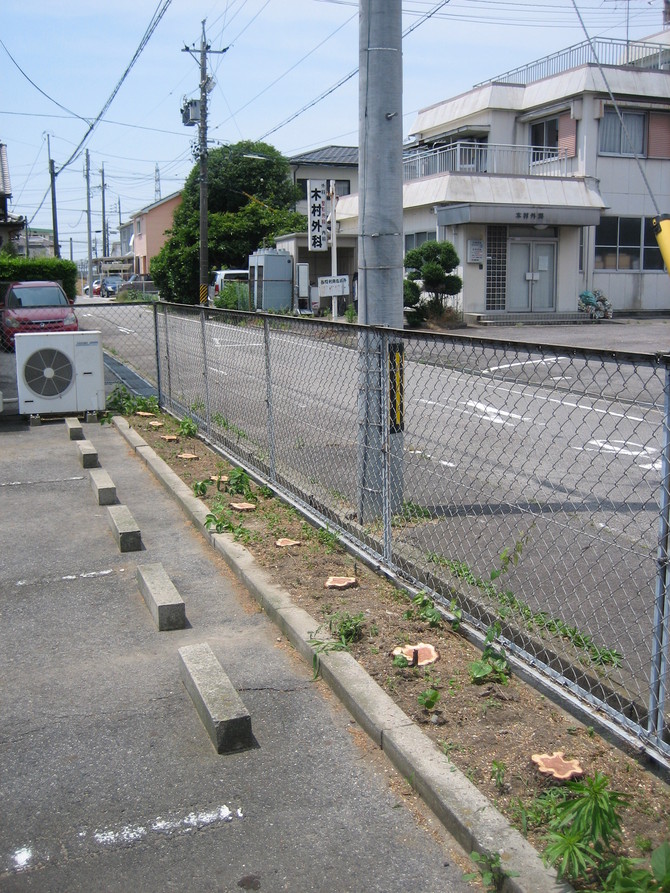 木の伐採after 木の伐採after
