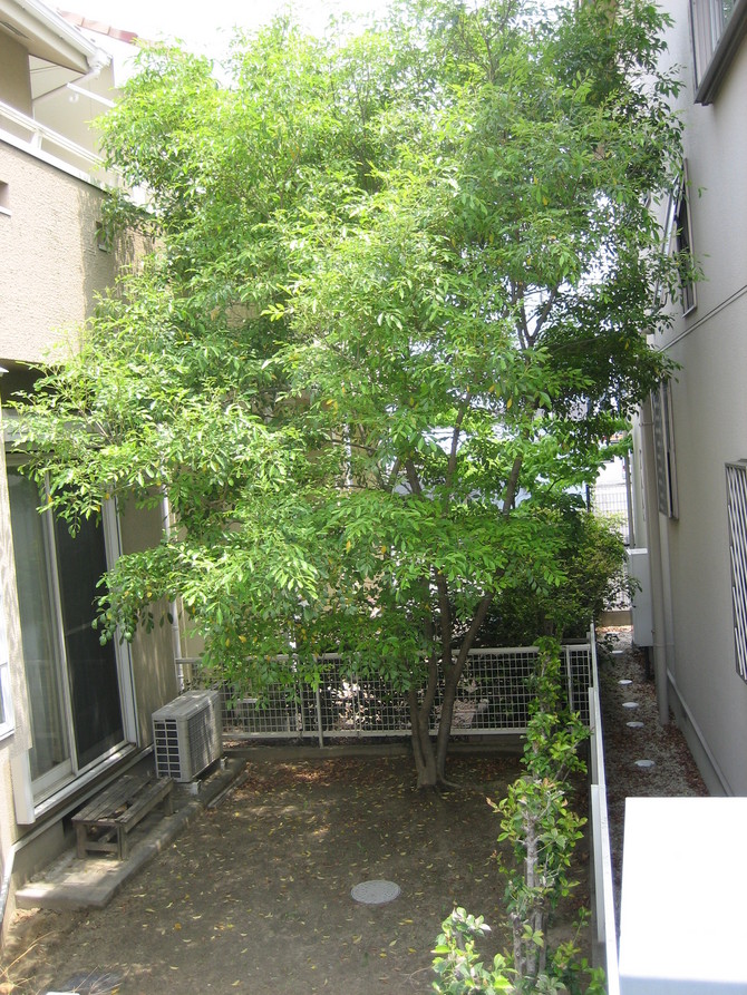 木の伐採before 木の伐採before