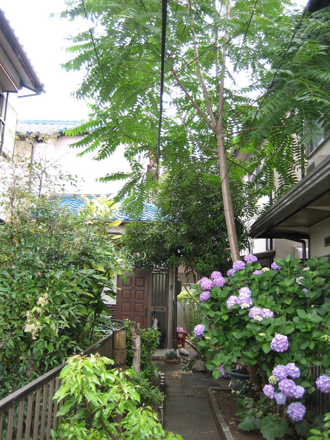 木の伐採before 木の伐採before