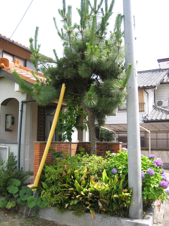木の伐採before 木の伐採before