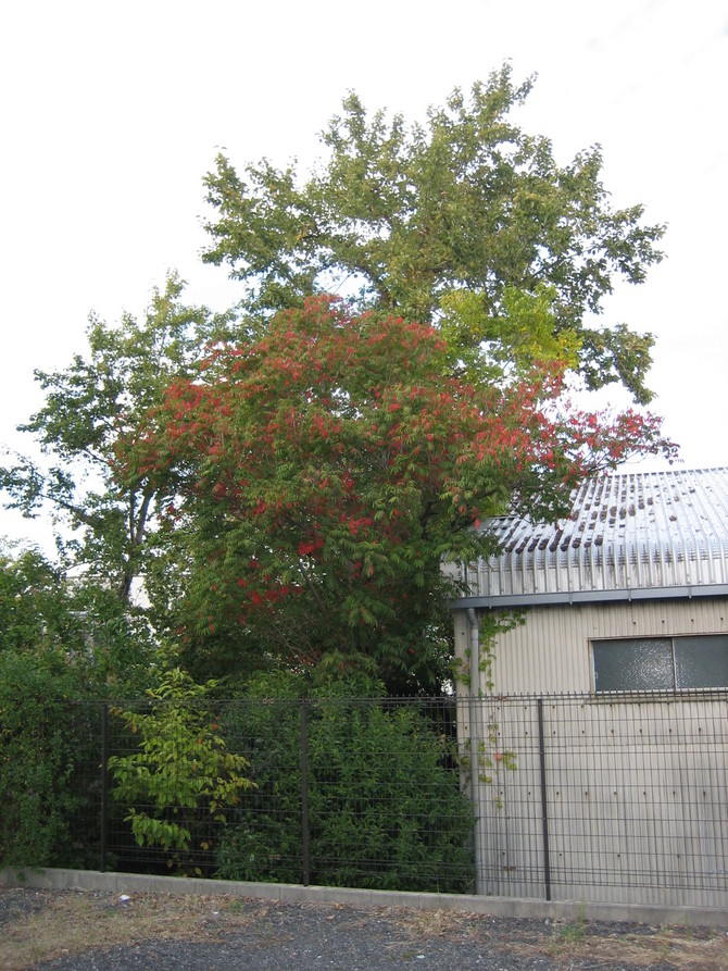 木の伐採before 木の伐採before