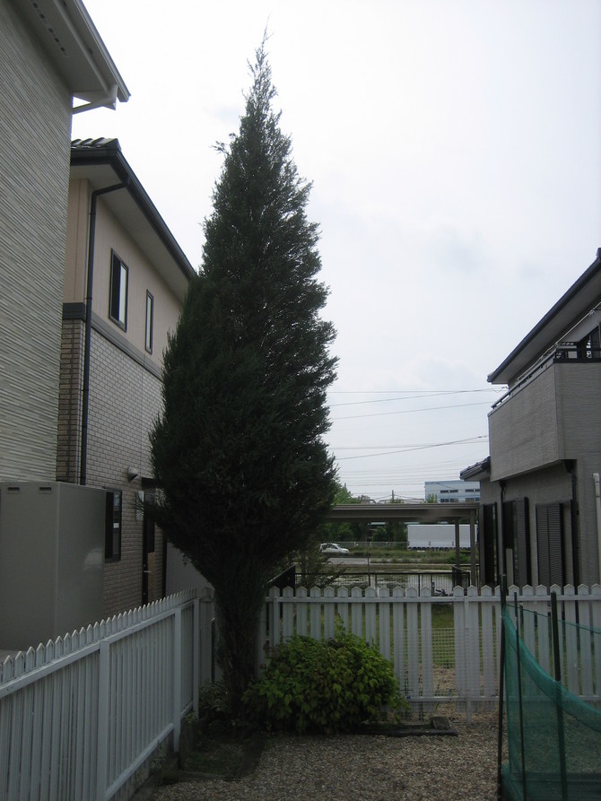 木の伐採before 木の伐採before