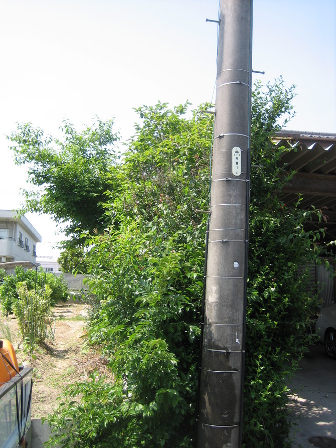 木の枝打ちbefore 木の枝打ちbefore