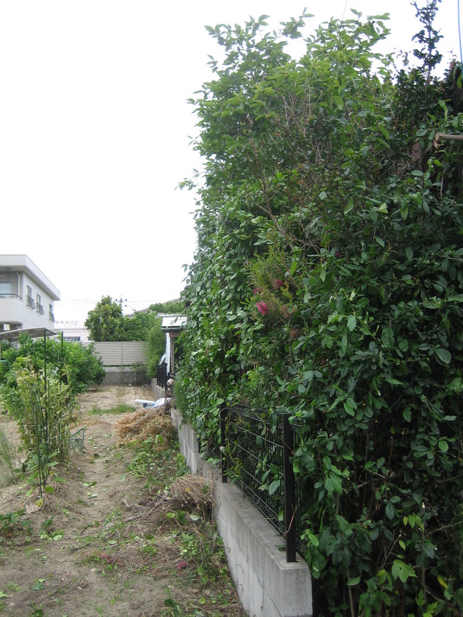 木の枝打ちafter 木の枝打ちafter